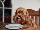 9 alimentos que no deberías darle nunca a tu perro