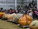 Unos gemelos de 64 años consiguen cultivar la calabaza más grande y larga del mundo: "El secreto está en el invernadero"