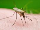 Por qué los mosquitos te pican más a ti: la ciencia lo explica y no es por tener la sangre más dulce, sino por tu olor y hasta la cerveza