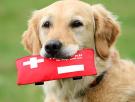 Ocho cosas que debes llevar siempre en el botiquín para tu perro