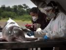 Los delfines del Amazonas que murieron, hervidos, porque el agua estaba más caliente que un jacuzzi
