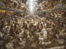 Gallinas confinadas ante la gripe aviar: ¿puedo contagiarme?, ¿hay multas?, ¿afecta a mascotas?