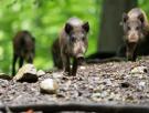 Nuevas víctimas por la peste porcina: otros ocho jabalíes muertos en la zona del brote
