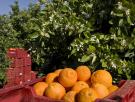 Paco, agricultor, vende online las naranjas de su abuelo: "Se me quedan 1.290 euros. Estoy dispuesto a perder este año mi naranja por dar educación de campo"