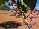 Un joven agricultor de Villarobledo se monta su negocio del siglo gracias a sufrir con los pistachos: "Imprescindible en cualquier casa"