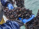 Con más de 777.000 toneladas al año, China domina la producción mundial de mejillones y explota megagranjas marinas que han convertido su cultivo en una de las mayores industrias de proteínas del planeta