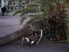El fuerte viento se hace notar en España: Protección Civil envía un Es-Alert en varias zonas de Cataluña
