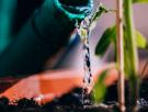 Deja de regar tus plantas una vez por semana: un experto con 6.000 plantas en casa explica el truco para saber cuándo necesitan agua de verdad