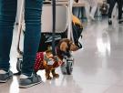 Una mujer no puede montar en el avión con su perro y decide abandonarlo en el aeropuerto: "Está a salvo en un hogar de acogida"
