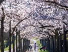 El embajador de Japón en España logra un gran éxito al mostrar lo que ha descubierto en su residencia