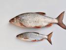 Los científicos no dan crédito: los peces se están haciendo más pequeños y mueren para sobrevivir al calor del mar según un estudio que ha analizado 3.000 especies