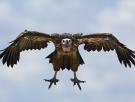 Una especie en peligro de extinción visita por primera vez España: "Es una auténtica rareza"
