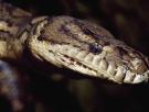 Los investigadores de Stanford y Colorado coinciden: una molécula de la serpiente pitón podría ser el sustituto del Ozempic sin sus efectos secundarios