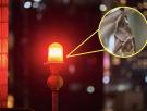 Una ciudad de Dinamarca cambia sus farolas a luz roja para proteger a los murciélagos, pero el color reduce el tiempo de reacción de los conductores