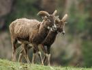 Ni jabalíes ni lobos: una plaga de muflones en manada está arrasando los cultivos de Alicante