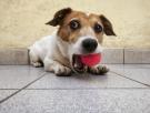 Una veterinaria da las claves para reaccionar si tu perro sufre un atragantamiento: "Nunca metas los dedos a ciegas"