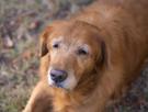 Un etólogo canino, sobre la vejez de los perros: "Pequeños ajustes en lo cotidiano le ayudan a sentirse más tranquilo y acompañado"