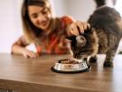Científicos japoneses tienen una nueva teoría sobre por qué los gatos no suelen terminarse su comida: la clave no está en el estómago, sino en el olor