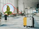Un aeropuerto europeo se vuelca desde hace días en una misión casi imposible: encontrar al dueño de un loro perdido