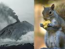 Los vulcanólogos coinciden: un grupo de ardillas son las responsables de que un ecosistema de EEUU se siga recuperando 40 años después de la última erupción