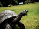 El susto de Jonathan, el animal terrestre vivo más longevo del mundo: un estafador dio por muerta a esta tortuga coetánea de Napoleón y de TikTok