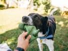 La prueba del pulgar para saber si un juguete es seguro para tu perro, según un veterinario