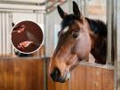 Los expertos coinciden: los perfumes "dupe" que arrasan online contienen orina de caballo, metanol y hasta anticongelante