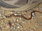 Los expertos llevaban buscándola dos décadas: redescubren a la serpiente más pequeña del mundo en Barbados