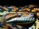 La ciencia lo confirma: un fósil hallado en Taiwán era de una serpiente "superdepredadora" que reinaba en la isla hace millones de años