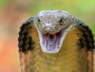 Muere un turista alemán tras la mordedura de una serpiente que se le coló en el pantalón durante un espectáculo en Egipto