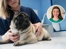 Laura Casquero, estudiante de veterinaria: "Si alguna vez llegas a identificar alguno de estos síntomas en tu mascota deja lo que estés haciendo y corre al veterinario"