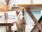 No entra a un restaurante por admitir perros: la respuesta de los dueños lleva 35.000 'me gusta' y subiendo