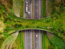 Levantan un 'puente verde' de 4,3 millones de euros para que serpientes, sapos y vacas crucen una carretera con seguridad