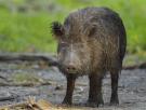 Vehículos anfibios, trampas gigantes y helicópteros para combatir a los jabalíes: las soluciones extremas que prueban los granjeros