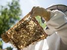 Condenan a seis meses de cárcel a una apicultora que soltó cientos de abejas contra los policías que iban a desahuciar a su vecino de 80 años