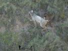 La muda del lince blanco: así está documentando Ángel Hidalgo el nuevo cambio de color de Satureja
