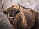 Un pueblo de Guadalajara con 20 vecinos en invierno trae 9 bisontes desde Polonia y Países Bajos para frenar el abandono del monte y prevenir incendios