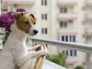 Confirmado por la Ley de Propiedad Horizontal: si un dueño no recoge los excrementos de sus mascotas en las zonas comunes la comunidad le puede privar del uso de la vivienda por hasta 3 años