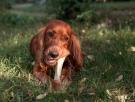 María VetiCan, veterinaria: "Darle cáscaras de huevo le genera a tu perro un exceso de calcio que no es necesario"