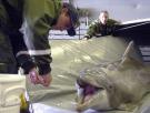 EEUU confirma que Irán no está usando delfines kamikaze en el estrecho de Ormuz: así han servido militarmente estos animales en la historia