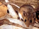 El peor brote reciente de hantavirus dejó 27 muertos en EEUU en un solo año: qué lo diferencia de lo visto en el Hondius