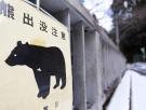 Alarma por los avistamientos de oso en estaciones de tren y barrios residenciales de Japón antes de la Golden Week: "Han aprendido que pueden encontrar comida en lugares cercanos a las personas"