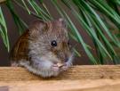 No solo alejarte de las ratas: lo que debes hacer para evitar el contagio de hantavirus, según el Ministerio de Sanidad