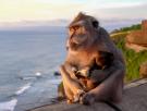 Los monos de un templo en Bali no roban por hambre, negocian: distinguen un iPhone de unas chanclas y eligen qué objetos pueden cambiar por más comida