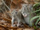 El test del hantavirus: ¿estás tan bien informado como piensas?