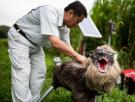 La demanda de los lobos-robot para ahuyentar a osos se dispara en Japón: "Ahora mismo no damos abasto"