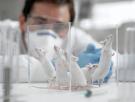 Desarrollan una IA que podría reducir entre un 30 y un 50% el número de animales en los experimentos de investigación farmacológica
