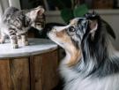 Marta, educadora animal, sobre el apego de las mascotas: "Un gato se vincula un 7% más que un perro"