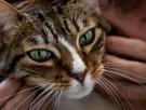 Ya ha entrado en vigor: multas de hasta 10.000 euros por dejar solo a tu gato durante 3 días