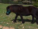 Liberan a un pony atrapado dentro de la rueda de un tractor: "Estaba muy asustado"
